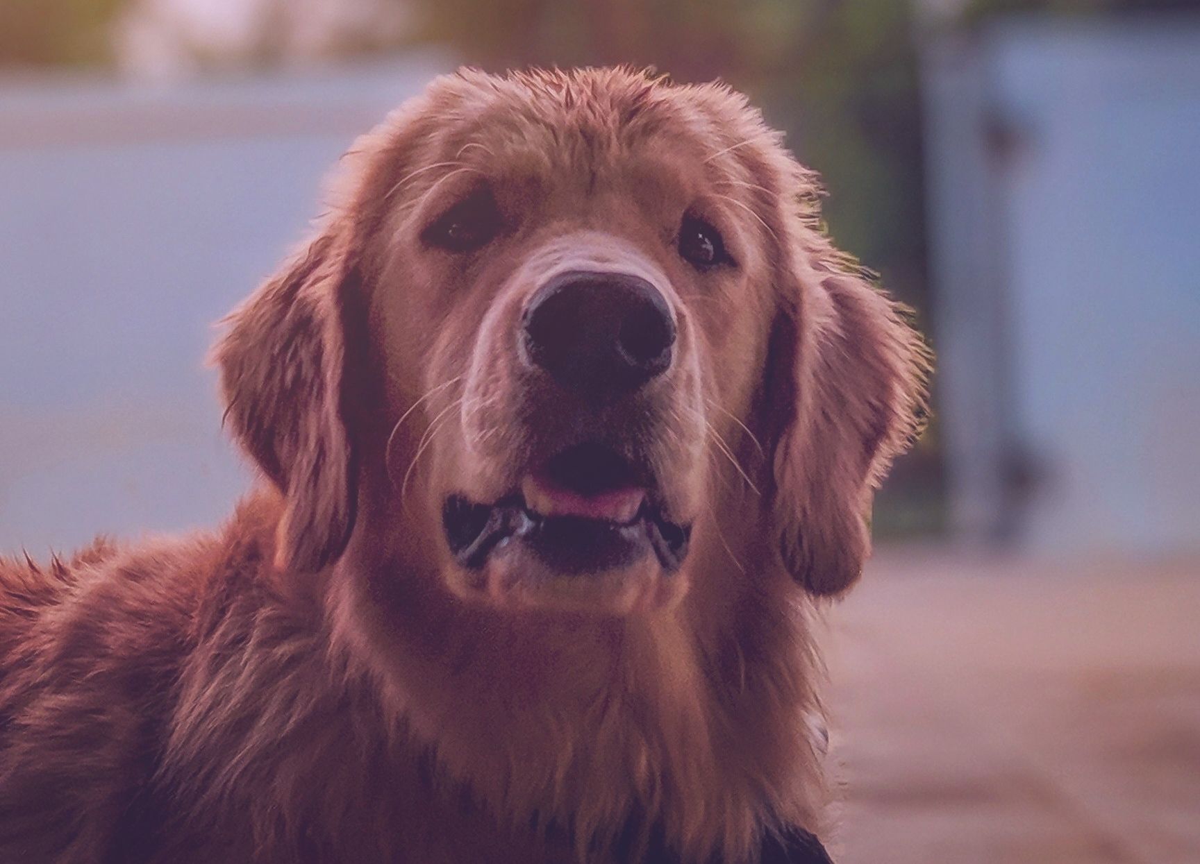 the-symptom-coughing-in-dogs