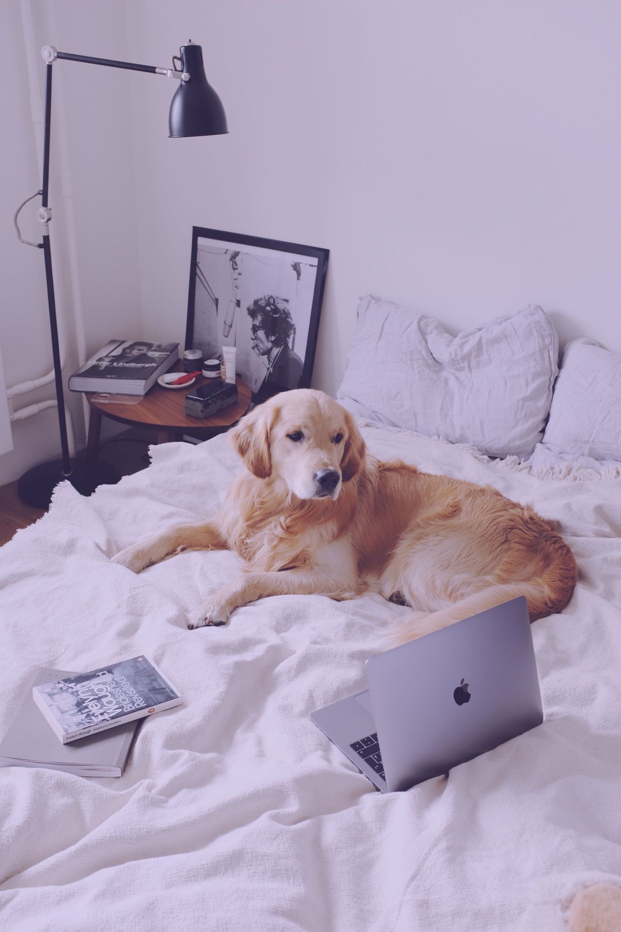 dog lies in bed with laptop