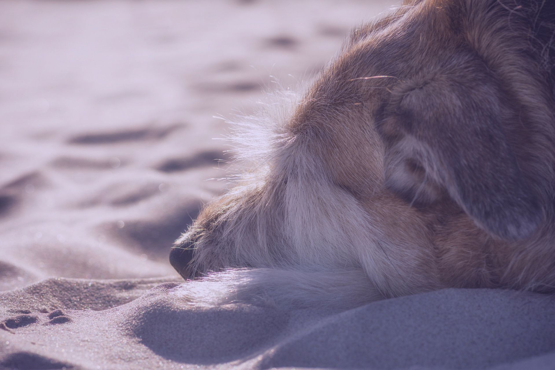dog has buried its snout in the sand