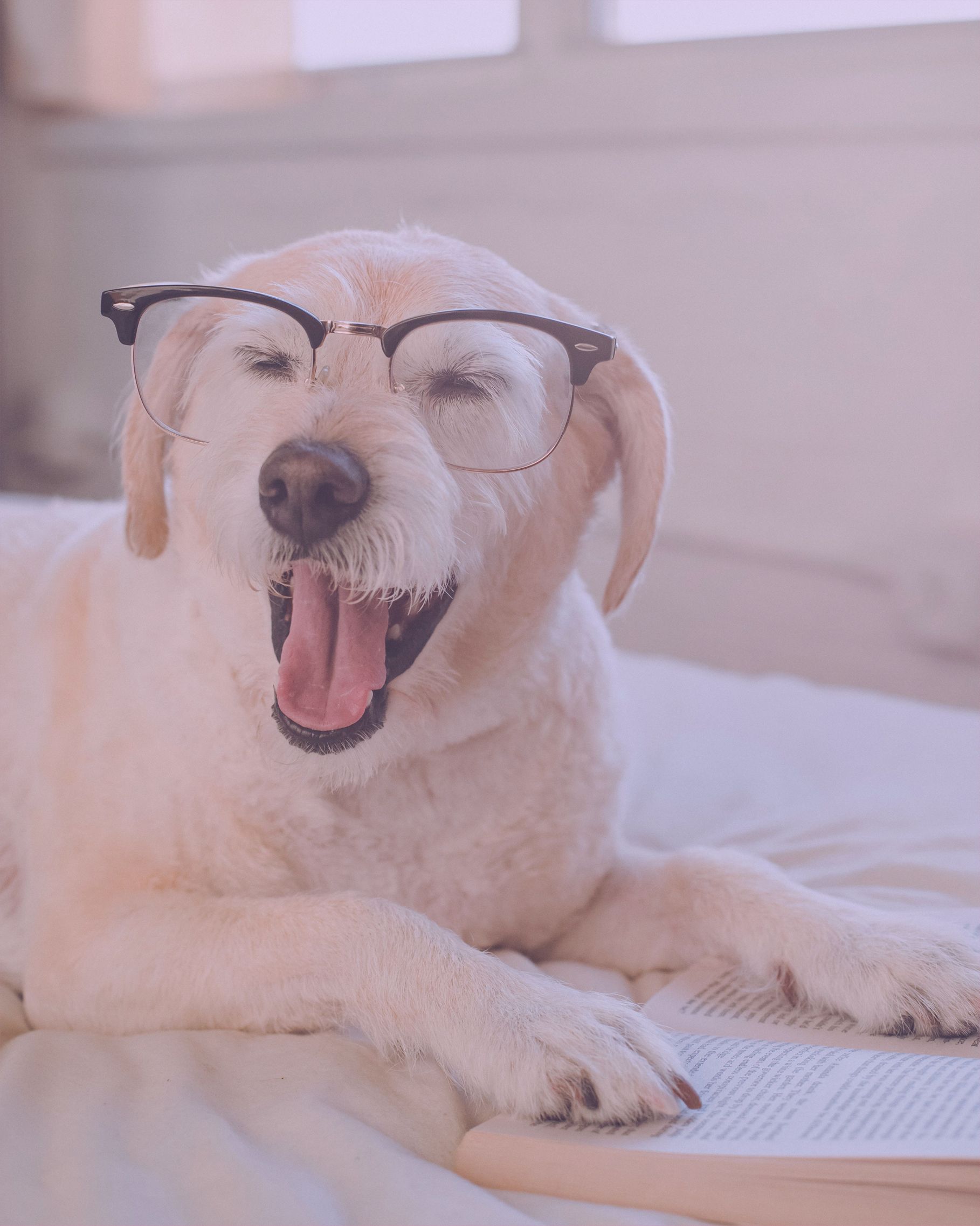 happy dog with glasses reads a book