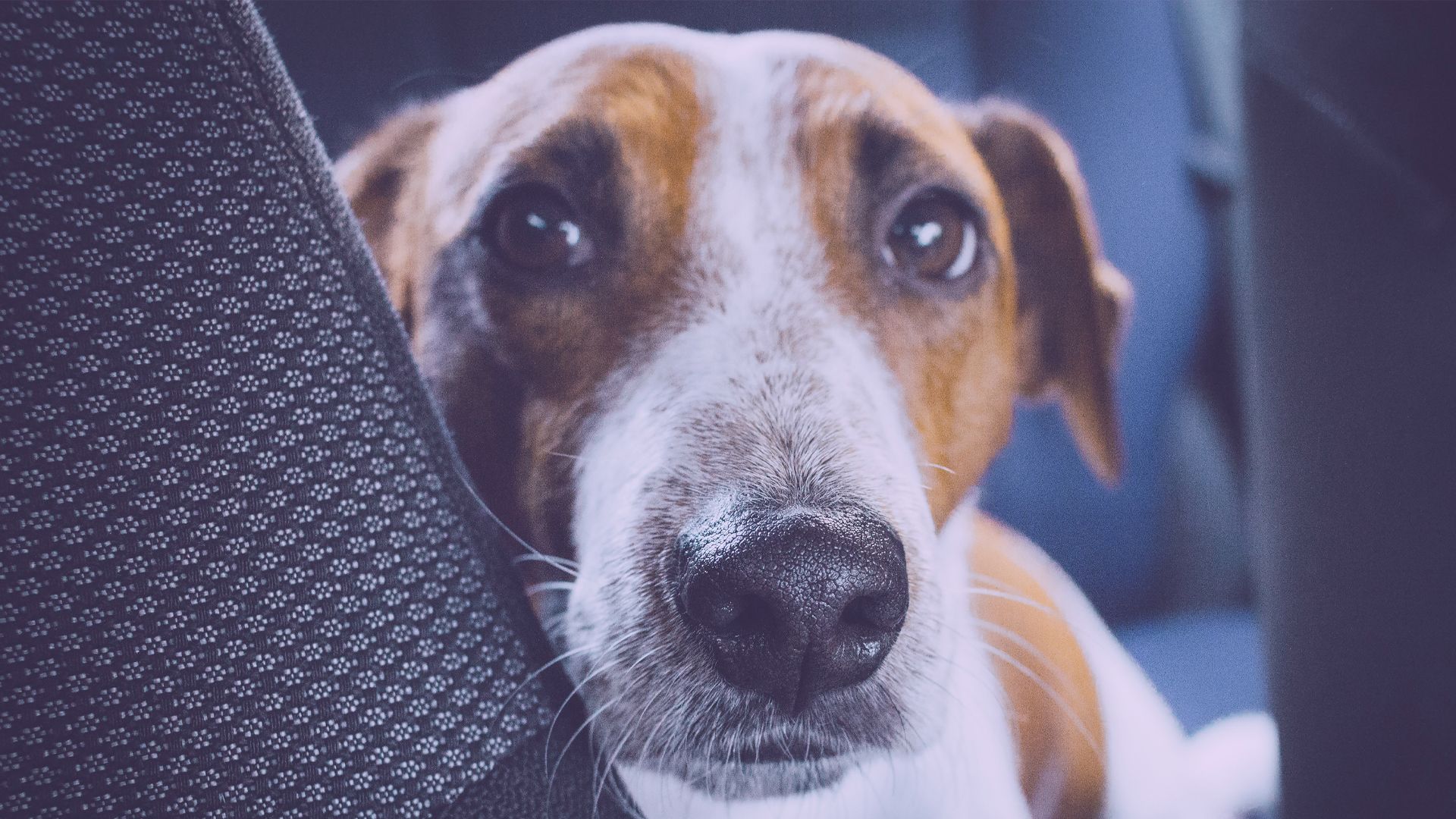 scared dog sitting on back seat