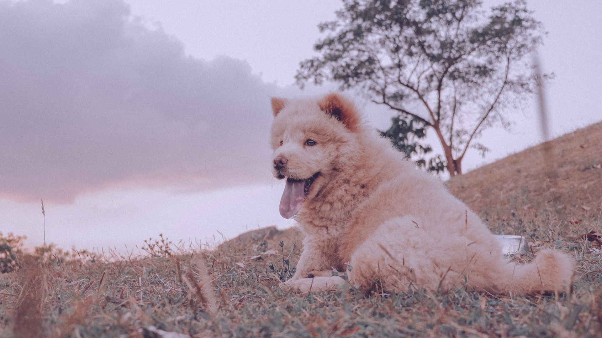 Dog sits panting in the nature